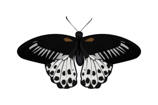 Elegant Contrast: Mastering Projects with Butterfly Illustrations