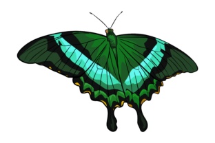 Green Butterfly Illustrations: Fresh Vector Assets for Designers
