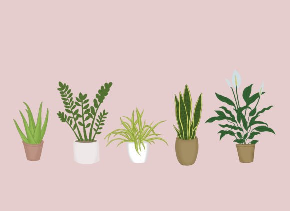 House Plants Illustrations: Bringing Nature Indoors