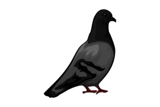 Pigeon Illustrations: Elevating Projects with Artistic Character