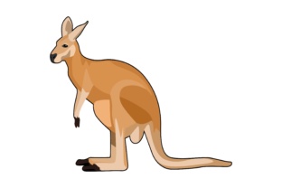 Unlocking Character: Kangaroo Illustrations for Modern Designers
